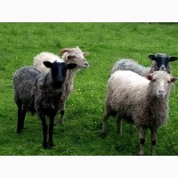 Продам вівці порода Карпатська та Романівська