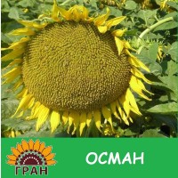 Насіння соняшника гібрид Осман / за літньою ціною
