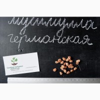 Мушмула германская семена (10 шт) для саженцев, насіння на саджанці + инструкция + подарок