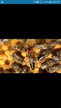 Продам матки карпатки тип вучковський також можна заказати бджолопакети 2019