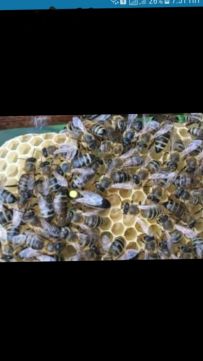 Фото 2. Продам матки карпатки тип вучковський також можна заказати бджолопакети 2019