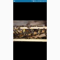 Продам матки карпатки тип вучковський також можна заказати бджолопакети 2019