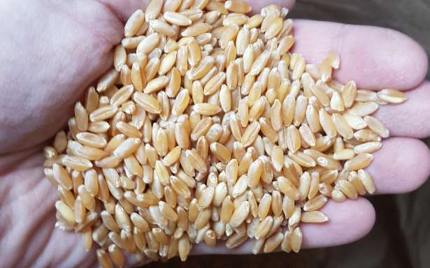 Фото 10. Семена пшеницы Канадская элита трансгенный сорт AMADEO