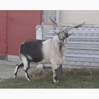 Альпийский козел для случки коз