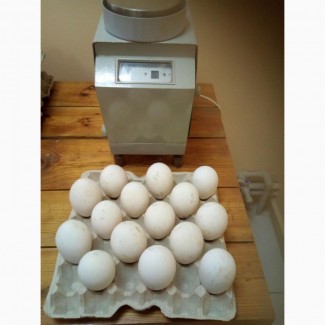 ПП ППП Роздольне реалізує яйцо інкубаційне гусей