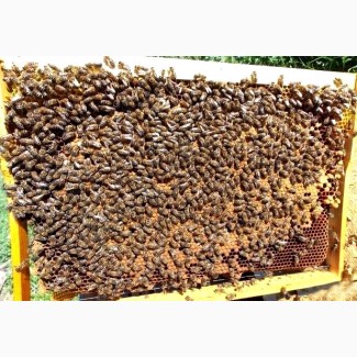 Продам бджолопакети Карпатка/ Пчелопакеты