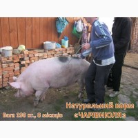Еко-корм «Чарівнюля» для свиней, ВРХ та курей