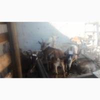 Продам породистых коз