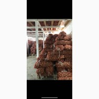 Срочно продам лук старого урожая в Узбекистане