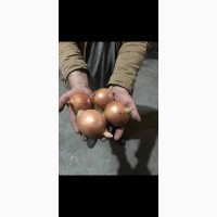 Срочно продам лук старого урожая в Узбекистане