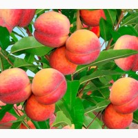 Куплю персики