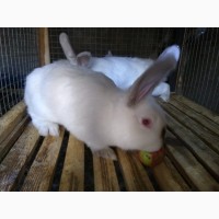 Продам кроликів Каліфорнія 4.5 місяці