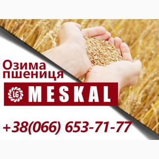 Інтенсивний, посухо - та зимостійкий сорт озимої пшениці Meskal (Лімагрейн)