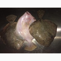 Рыба Калкан ОПТ/мелкий опт Свежемороженый Азовский Крупный