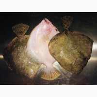 Рыба Калкан ОПТ/мелкий опт Свежемороженый Азовский Крупный