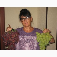 Черенки (чубуки ) винограда. Новинки 2019