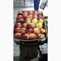 Продам яблука