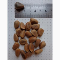 Семена Сосна кедровая Корейская (10шт – 20грн)