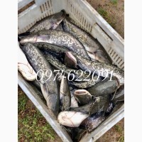 Продаж річкової риби оптом