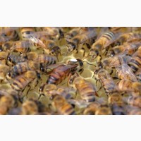 Пчеломатки Неплодные