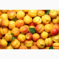 Купим абрикос свежий урожая 2020 года. С экспортом в Республику Беларусь