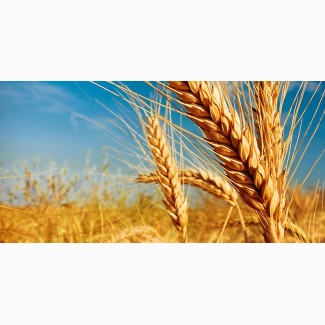 Продам посевной материал озимой пшеницы Гром суперэлита Краснодарская селекция