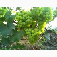 Продам надійні сорти винограду