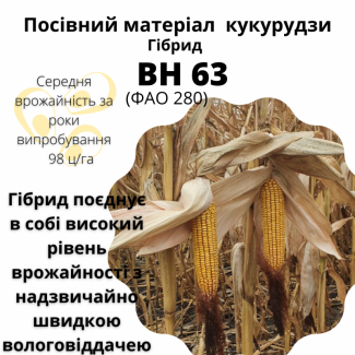 Посівний матеріал кукурудзи гібрид - ВН 63