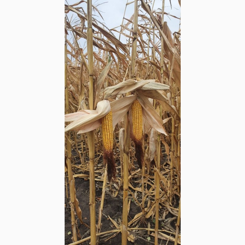 Фото 3. Посівний матеріал кукурудзи гібрид - ВН 63