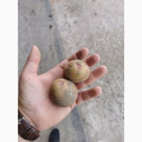 Продам семенной картофель 3 репродукции, сорт Пикассо, Гранада, Рикардо