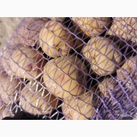 Продам семенной картофель 3 репродукции, сорт Пикассо, Гранада, Рикардо