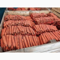 Продам морковь нантского типа объем