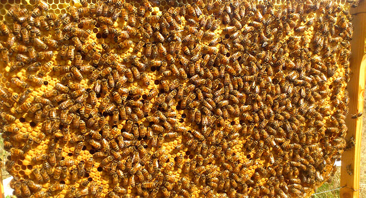 Фото 2. Продам пчелопакеты Карпатской породы