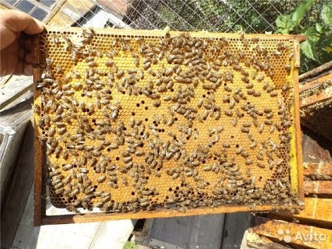 Фото 3. Продам пчелопакеты Карпатской породы