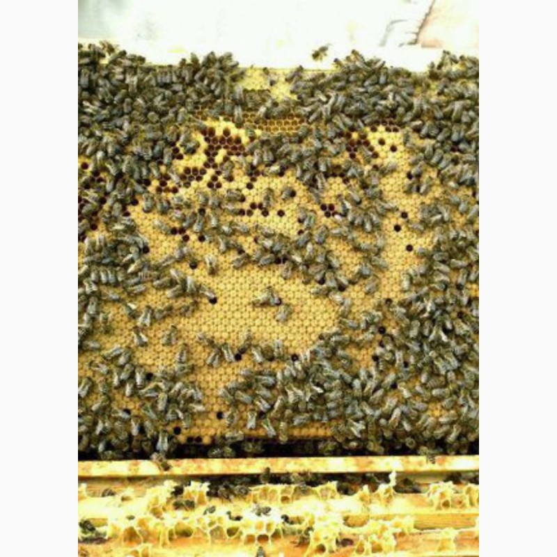 Фото 4. Продам пчелопакеты Карпатской породы
