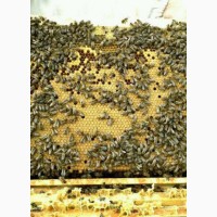 Продам пчелопакеты Карпатской породы