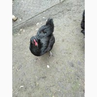 Продам курячі яйця для інкубації породи Джерсійський гігант