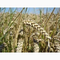 Насіння озимої пшениці сорт Богдана, Еліта (Реалізуємо від 1т)