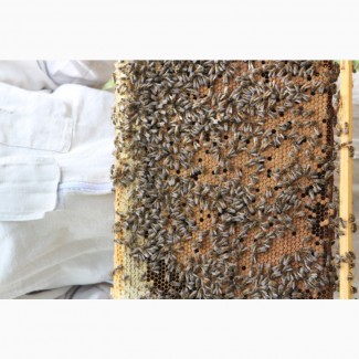 Продам бджоло пакети і бджоло сім’ї