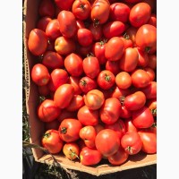 Продам ґрунтовий помідор