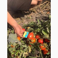Продам ґрунтовий помідор