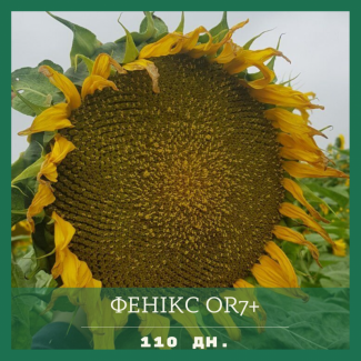 Насіння соняшника гібрид ФЕНІКС OR7+, Україна. Під гранстар 50 гр