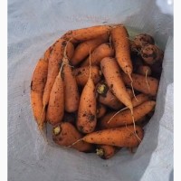 Морковка молдавская
