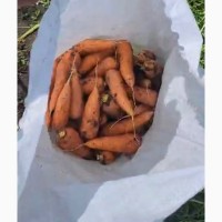 Морковка молдавская