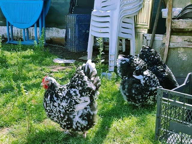 Фото 2. Орпінгтон мармуровий, спліш, білий. Кури, курчата, яйце інкубаційне
