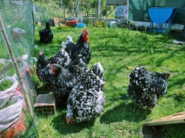 Фото 3. Орпінгтон мармуровий, спліш, білий. Кури, курчата, яйце інкубаційне