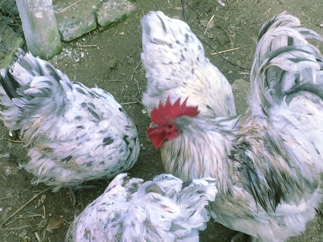 Фото 4. Орпінгтон мармуровий, спліш, білий. Кури, курчата, яйце інкубаційне