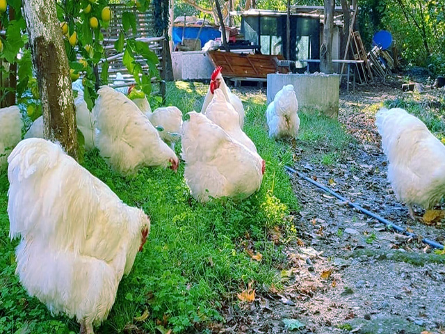 Фото 5. Орпінгтон мармуровий, спліш, білий. Кури, курчата, яйце інкубаційне