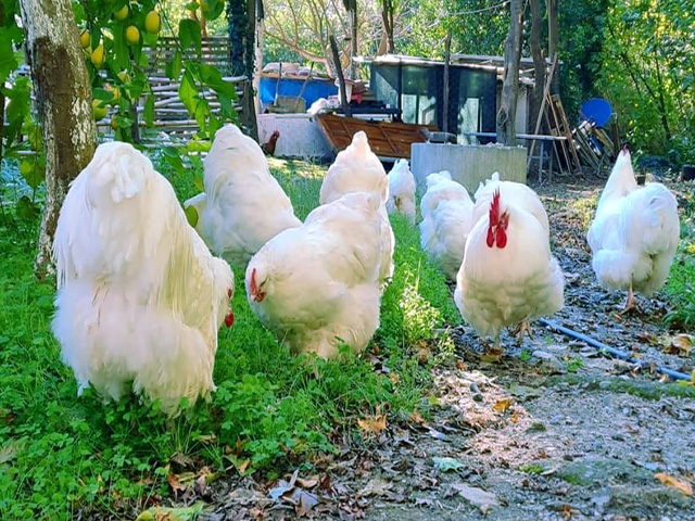 Фото 6. Орпінгтон мармуровий, спліш, білий. Кури, курчата, яйце інкубаційне