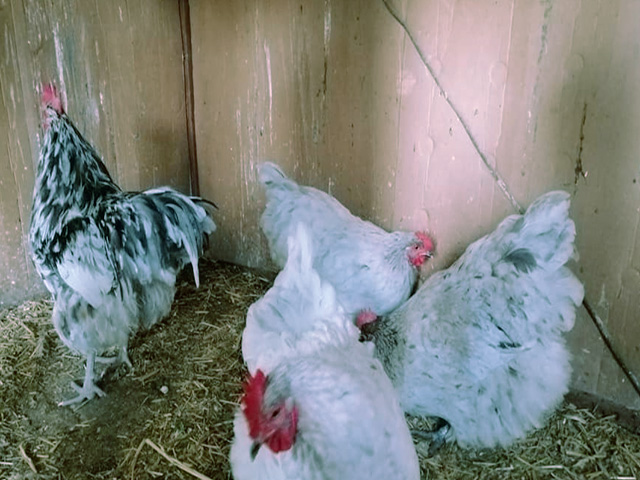 Фото 7. Орпінгтон мармуровий, спліш, білий. Кури, курчата, яйце інкубаційне